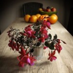 1230862_fuchsia_and_fruit